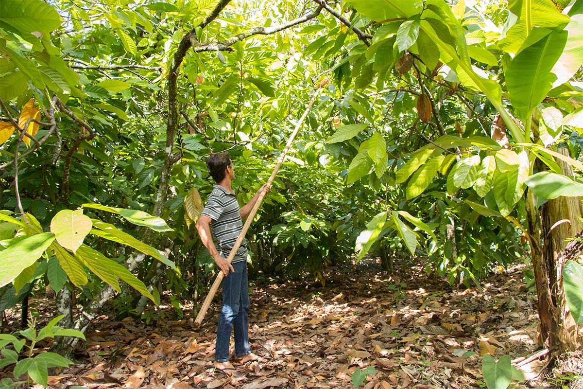 Image of A farmer knocks cacao pods off a tree.